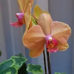 蒙陶拜恩酒店 酒店 默兹河畔凡尔登