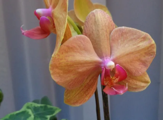 De Montaulbain Hotell Verdun-sur-Meuse